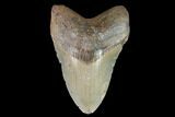 Fossil Megalodon Tooth - North Carolina #92445-1
